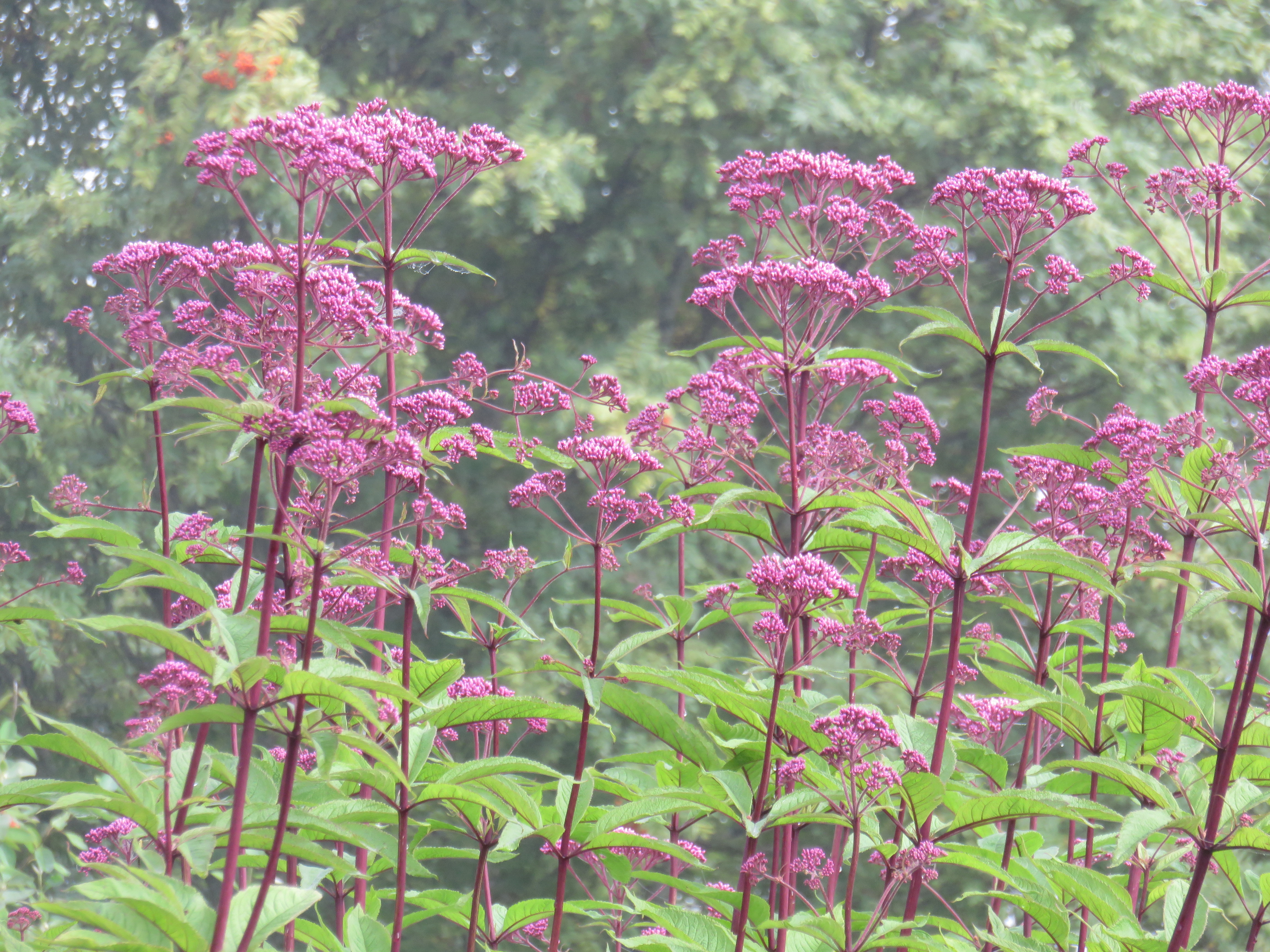 Eupatorium mac. 'Atropurpureum' PURPPURAPUNALATVA Ruusunp.