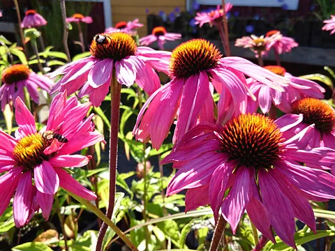 Plantbutik, Sainion Taimisto-Plantskola, Helsingby