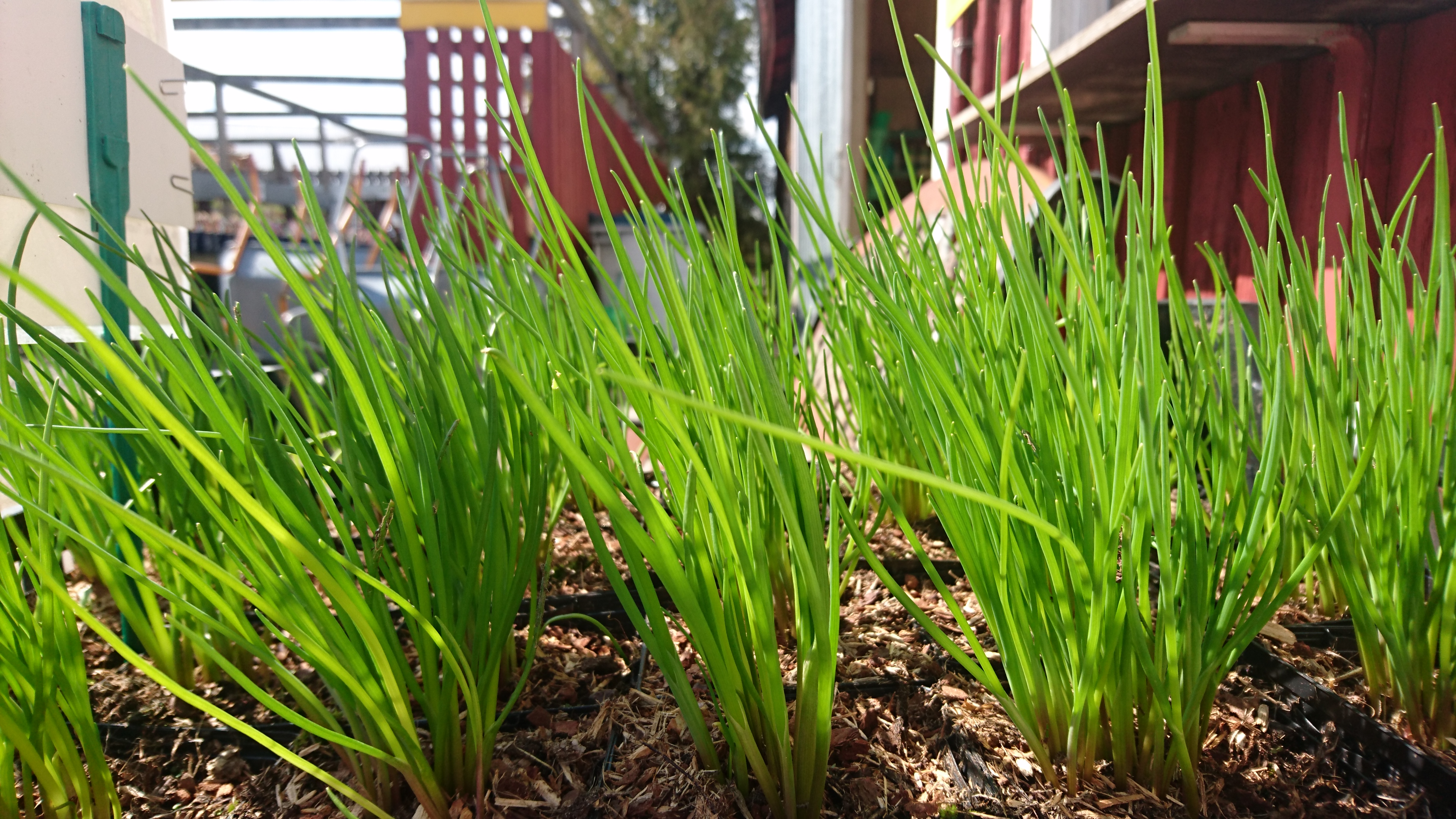 Allium schoenóprasum GRÄSLÖK