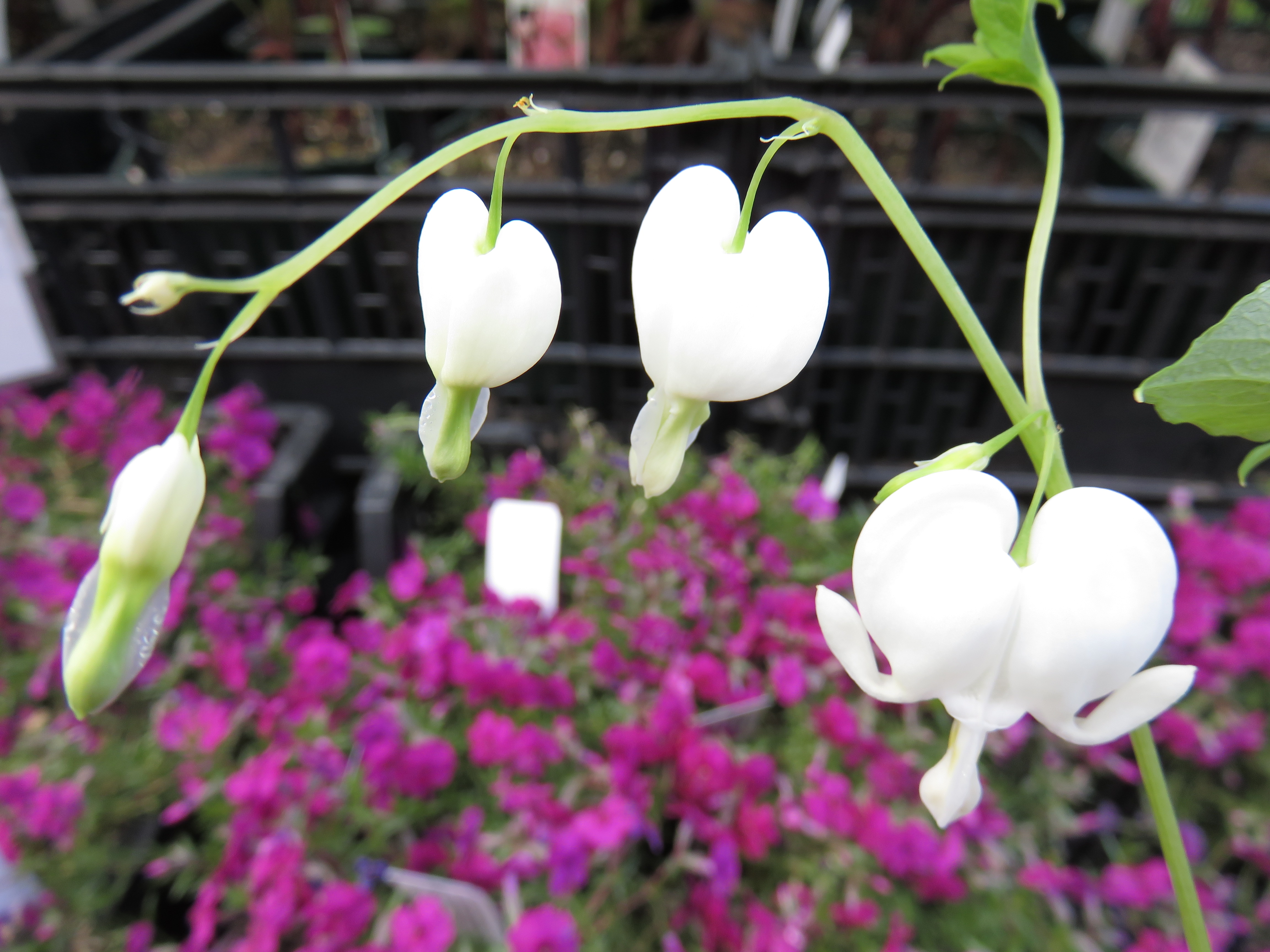 Lamprocapnos spectabilis 'Alba' SÄRKYNYTSYDÄN Valkoinen