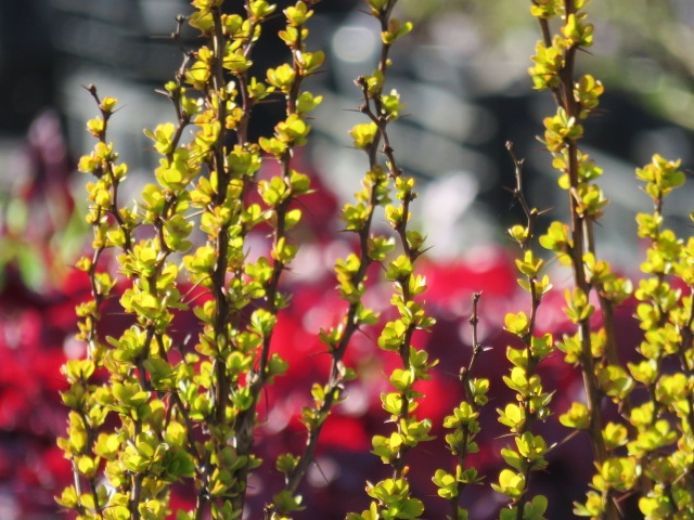 Berberis thun. 'Maria' KELTALEHTINEN HAPPOMARJA III