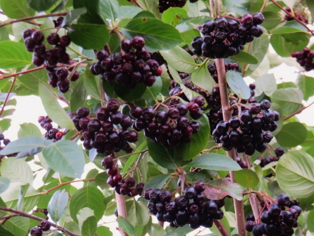 Aronia mitchurnii 'Viking' MARJA-ARONIA IV