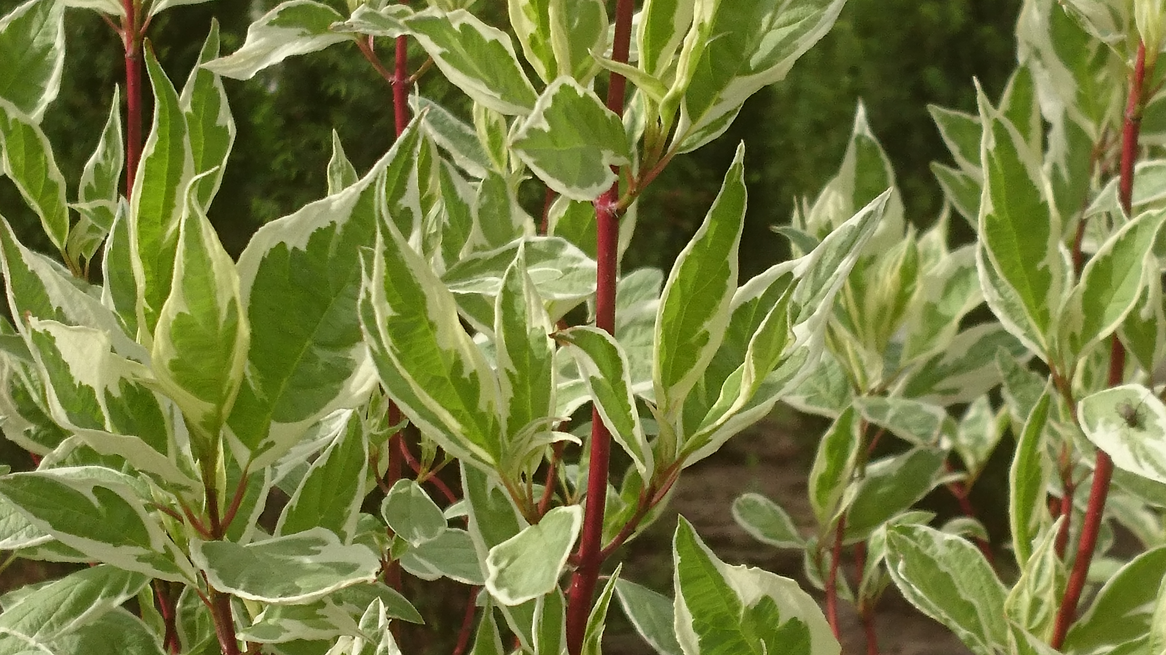 Cornus alba 'Elegantissima' VITBROKIG KORNELL IV