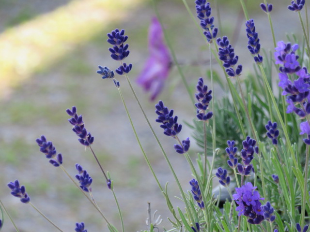 Lavandula angust. 'Hidcote' LAVENTELI Sinivioletti
