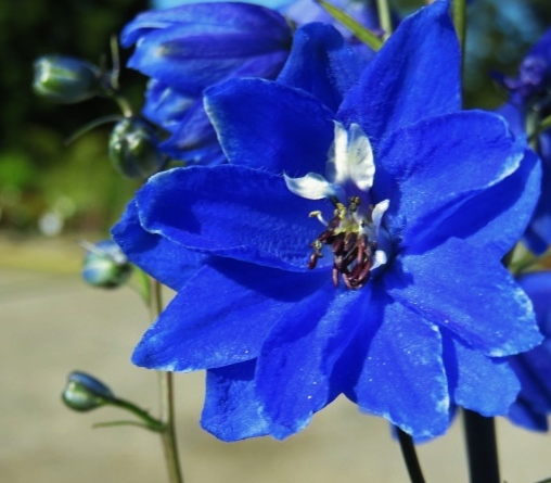 Delphinium pac. 'Blue Bird' TRÄDGÅRDSRIDDARSPORRE Klarblå