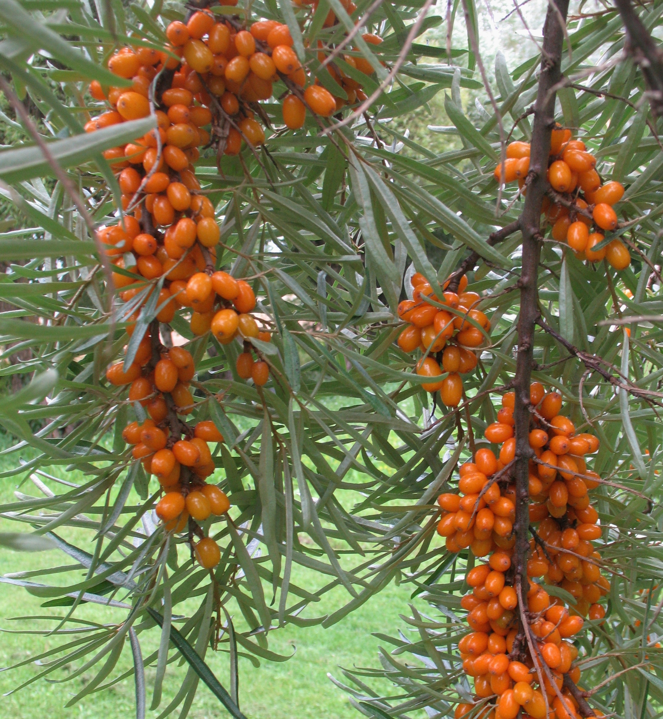 Hippophae rhamnoides 'Friesdorfer Orange' TYRNI III
