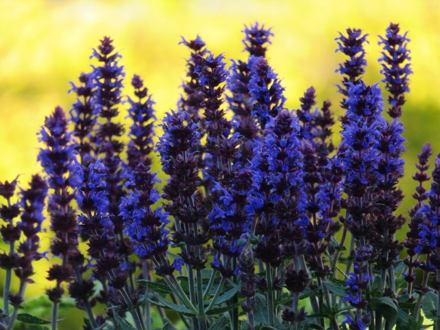 Salvia nemorosa 'Blaukönigin' LOISTOSALVIA Sinivioletti