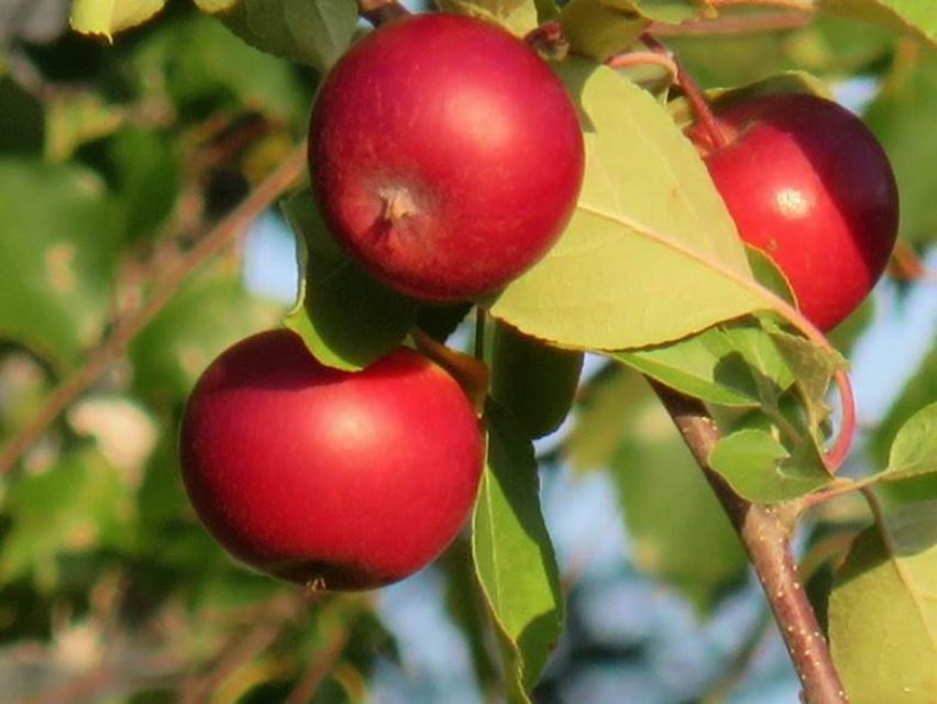 Fruktträd, Sainion Taimisto-Plantskola, Helsingby