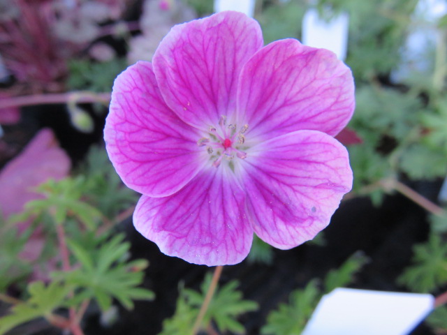 Geranium 'Elke' VERIKURJENPOLVI Ruusunpunainen