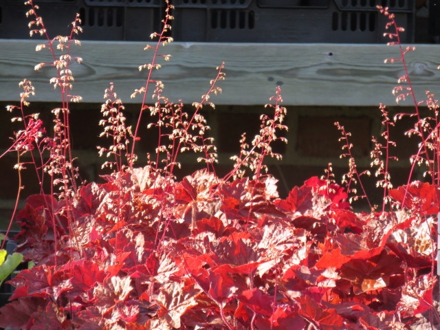 Heuchera micr. 'Palace Purple' PURPPURAKEIJUNKUKKA Kermanvalkoinen