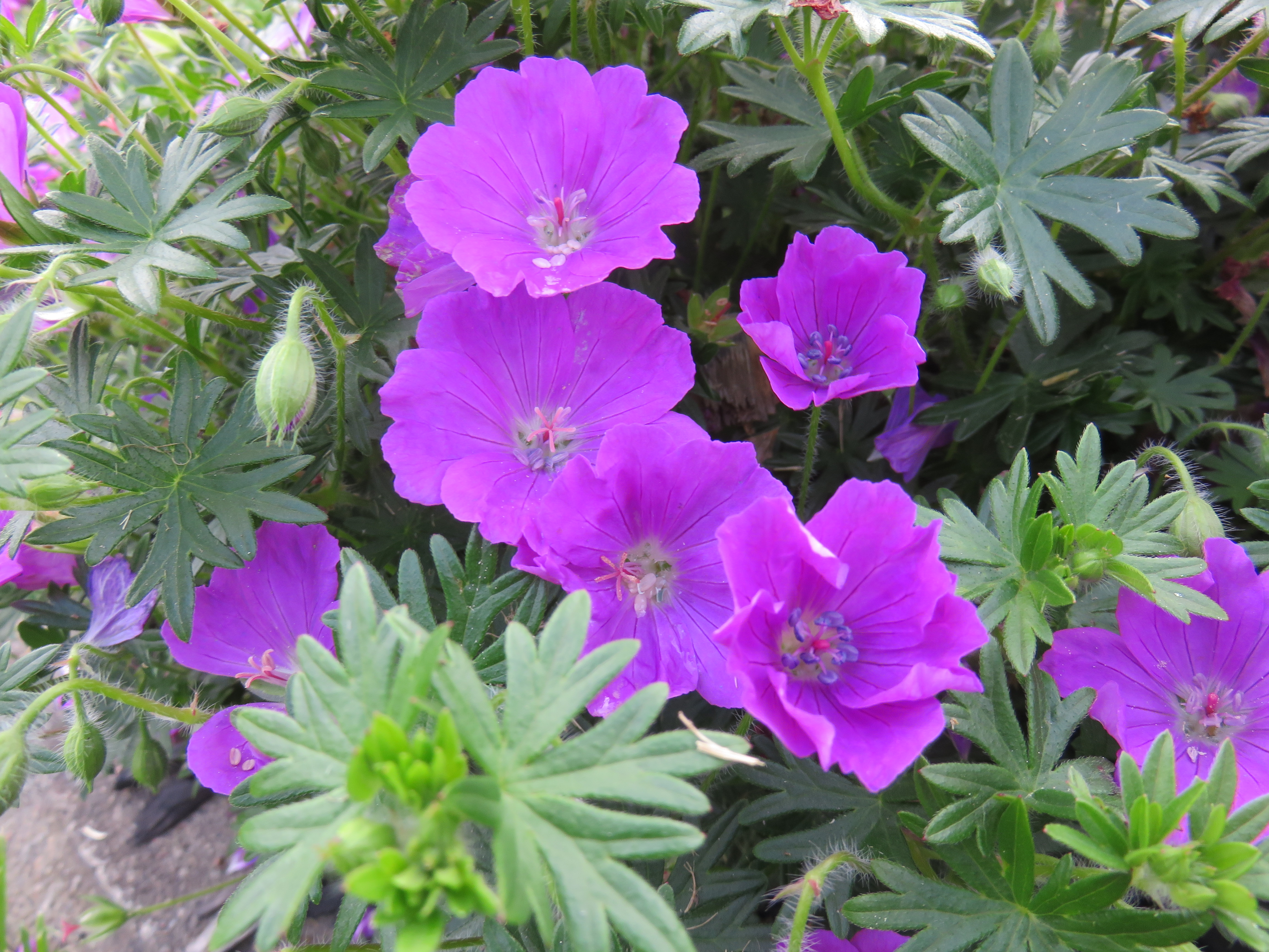 Geranium sanguineum 'Max Frei' BLODNÄVA Purpurröd