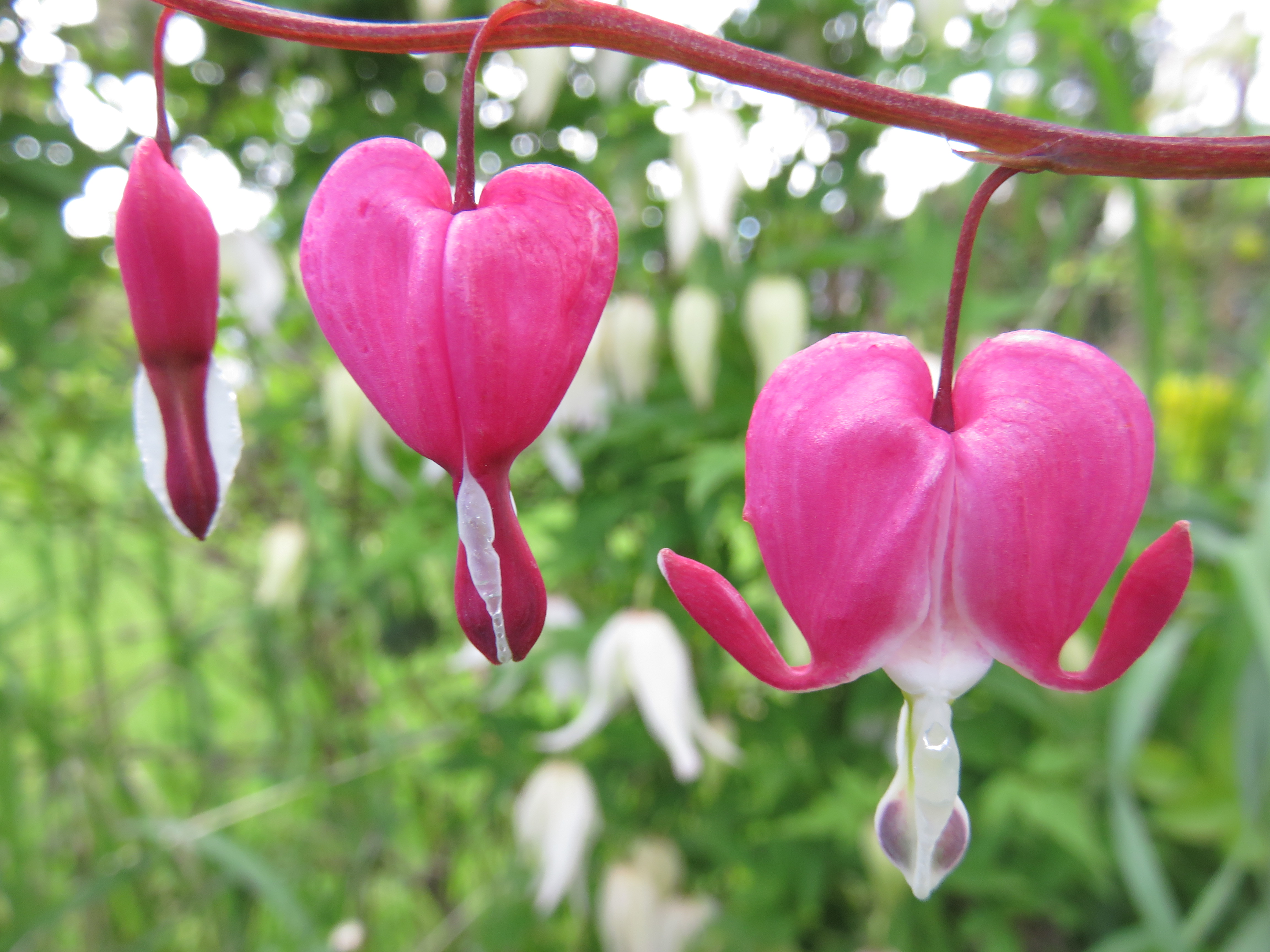 Lamprocapnos spectabilis SÄRKYNYTSYDÄN Punavalkoinen