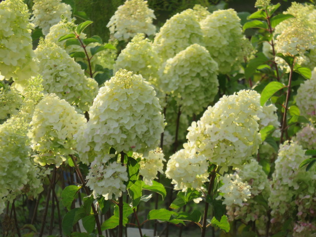 Hydrangea pan. 'Grandiflora' SYYSHORTENSIA IV