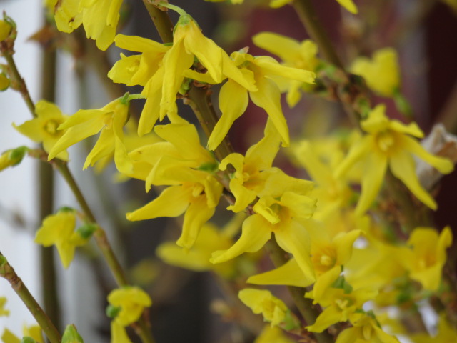 Forsythia 'Spectabilis' JALO-ONNENPENSAS III