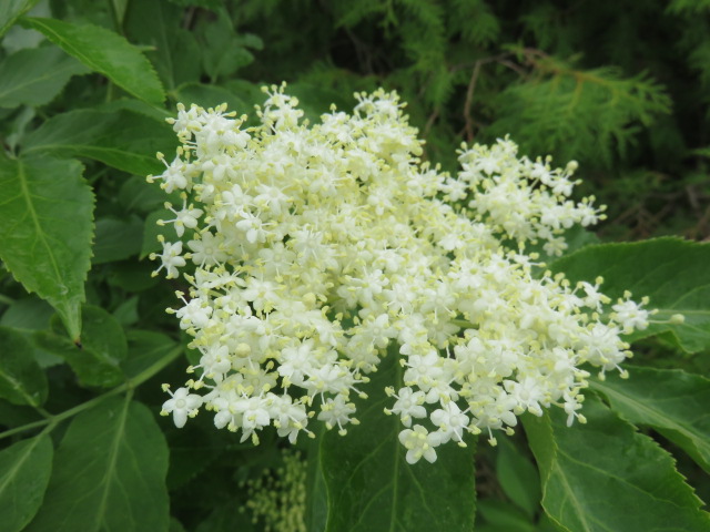 Sambucus nigra MUSTASELJA II-III
