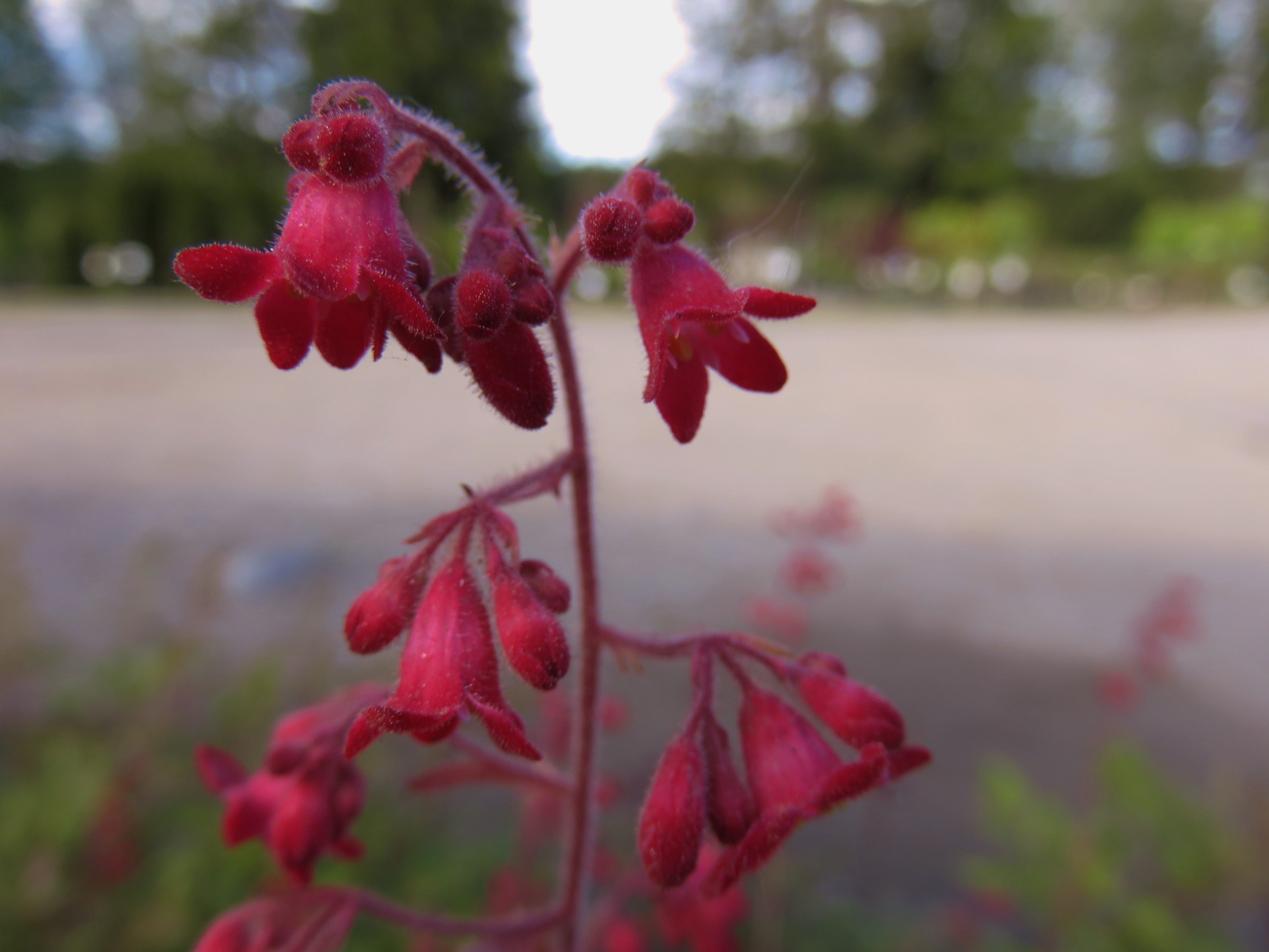 Heuchera sang. 'Leuchtkaefer' KORALLIKEIJUNKUKKA Punainen