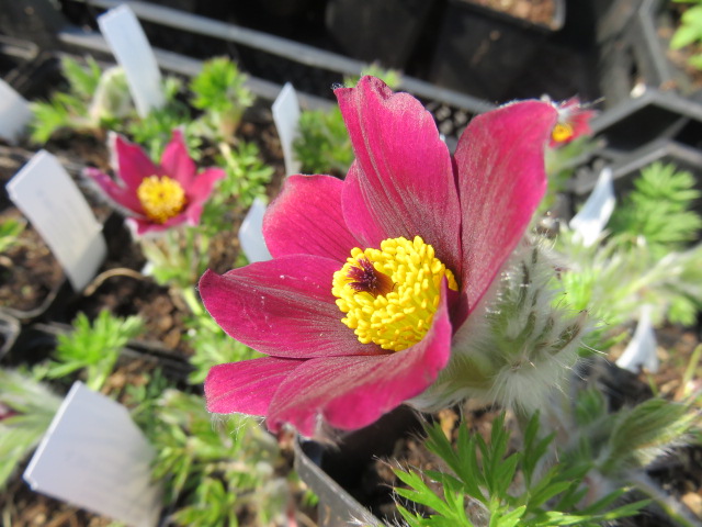 Pulsatilla vulgaris 'Rubra' TARHAKYLMÄNKUKKA Punainen