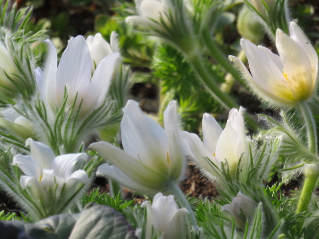 Pulsatilla vulgaris 'Alba' TARHAKYLMÄNKUKKA Valkoinen
