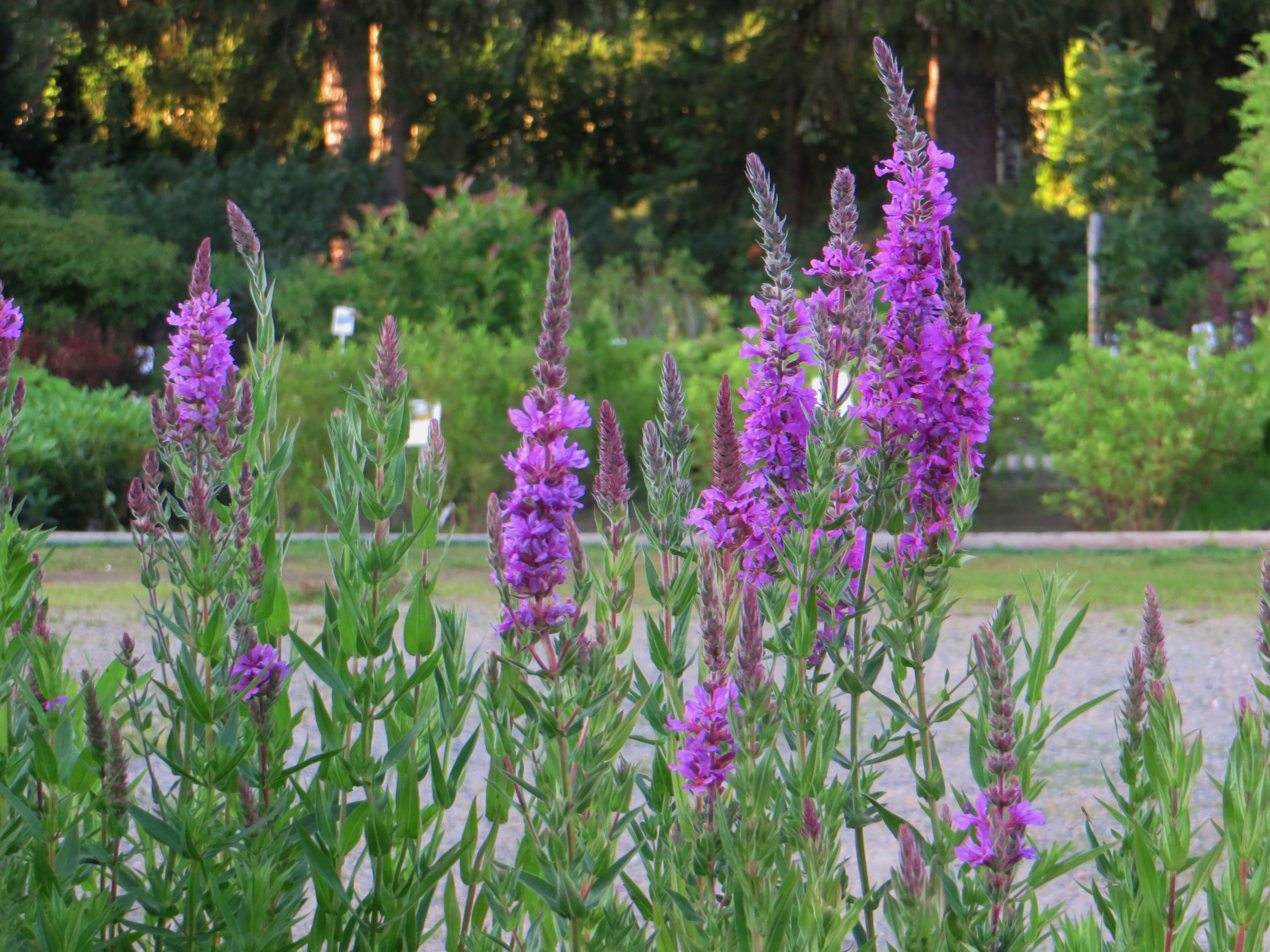 Lythrum salicaria 'Robert' FACKELBLOMSTER Karminröd 