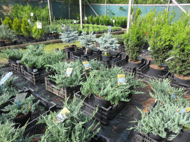 Juniperus hor. 'Blue Chip' BLÅ KRYP-EN III (IV) 