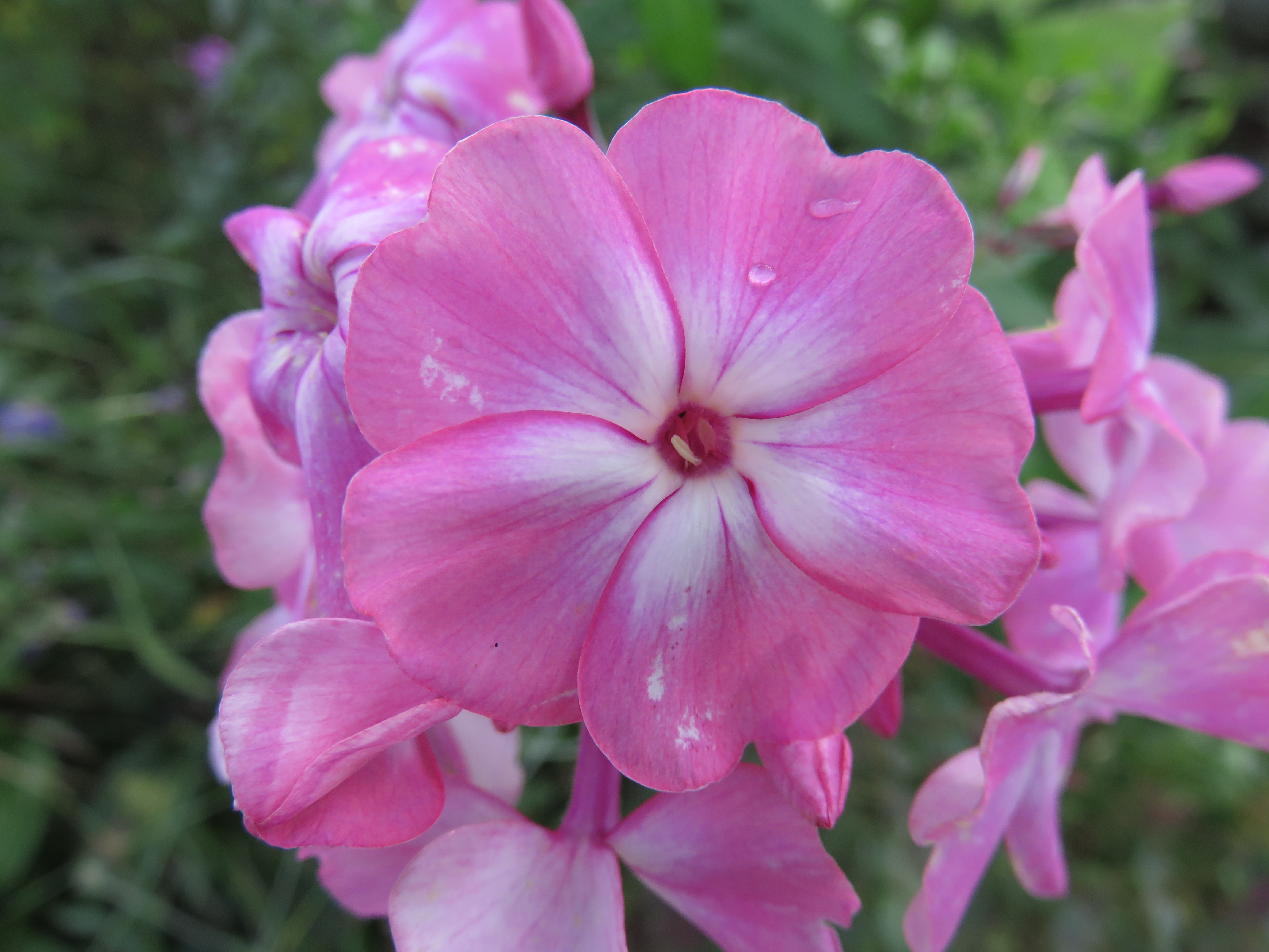 Phlox pan. 'Rijnstroom' SYYSLEIMU Vaaleanpunainen 