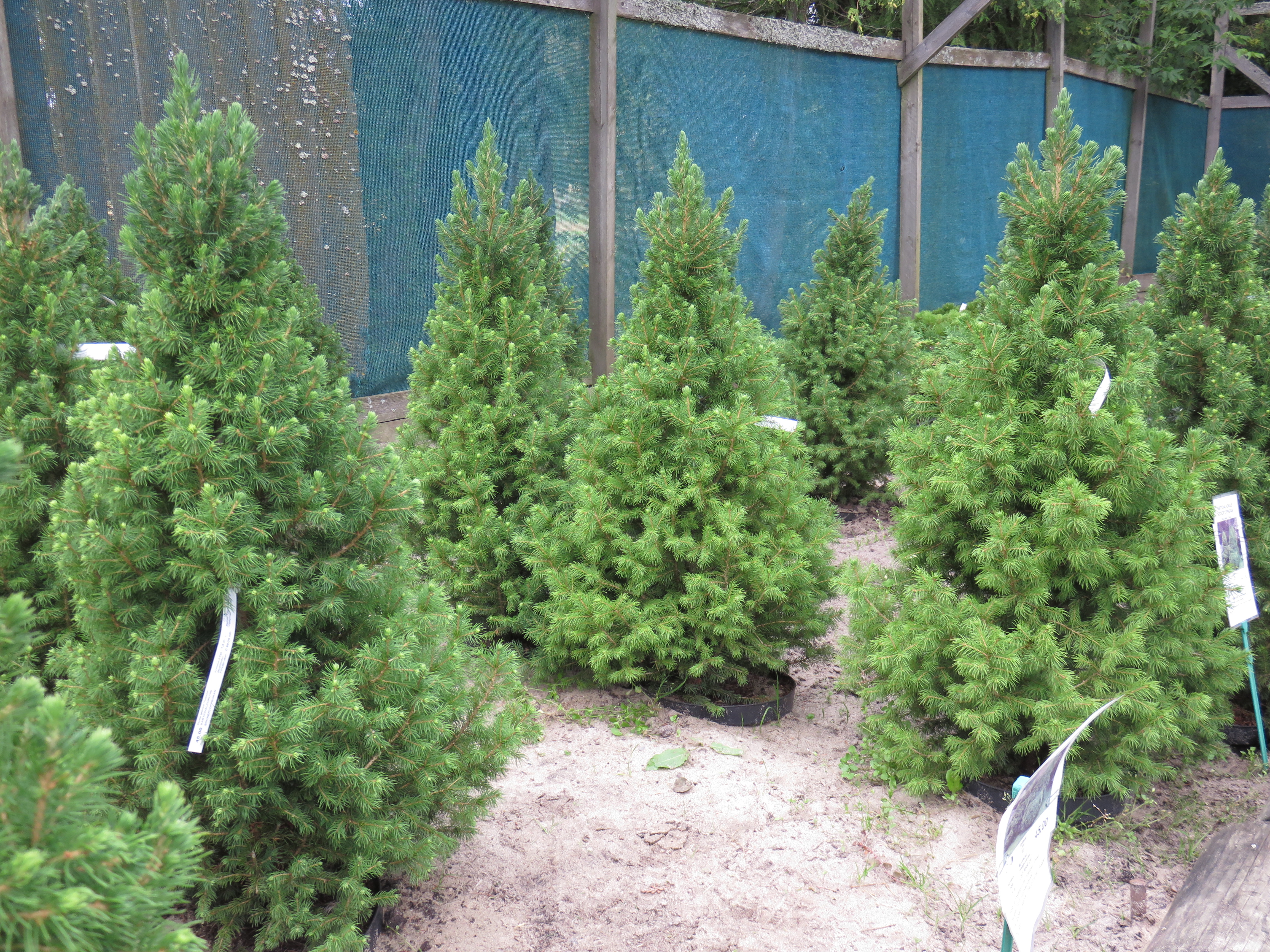 Picea glauca 'Conica' SOCKERTOPPSGRAN III 