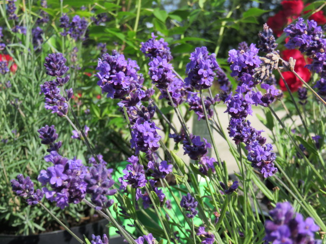 Lavandula angust. 'Munstead' LAVENDEL