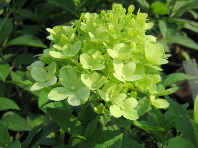 Hydrangea pan. 'Little Lime' SYYSHORTENSIA IV