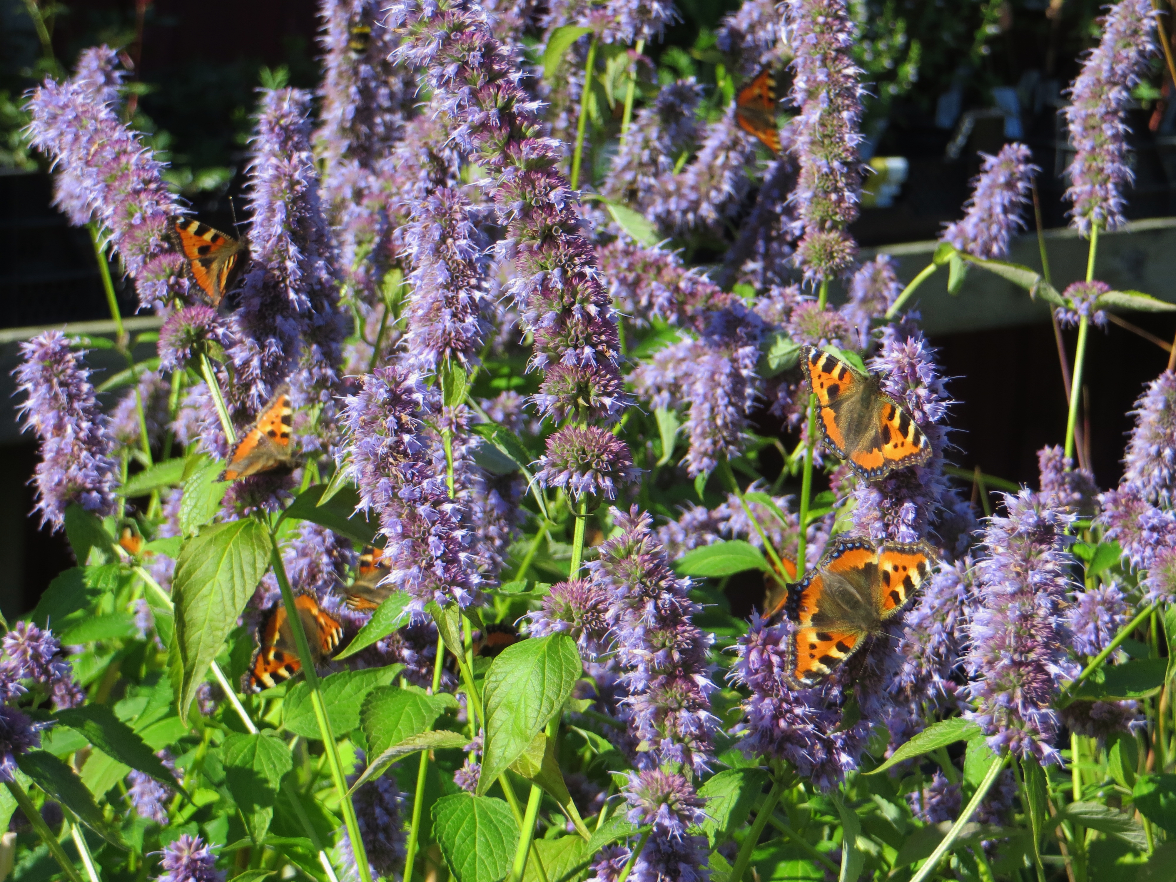 Agastache 'Blue Fortune' YRTTI-IISO Sinivioletti