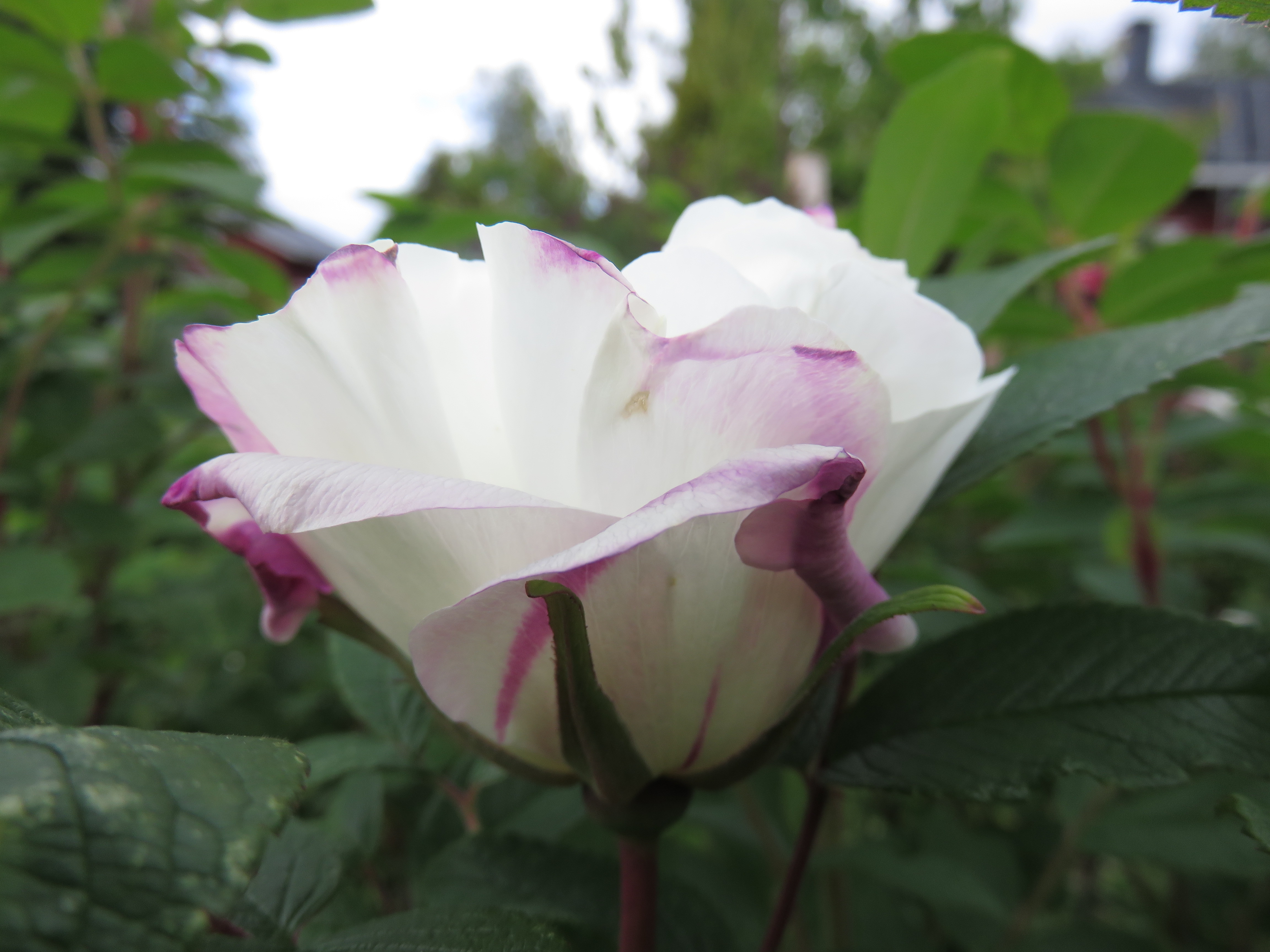 Rosa rug. 'Louise Bugnet' TARHAKURTTURUUSU Valkoinen