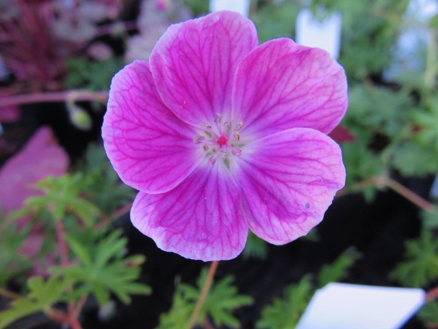 Geranium 'Elke' BLODNÄVA Rosenröd 