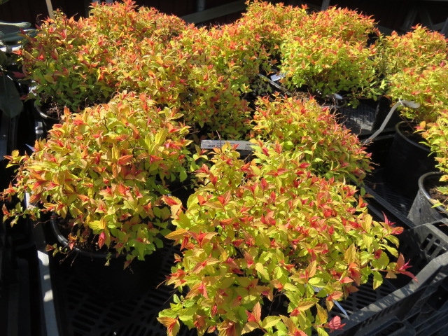 Spiraea jap. 'Golden Princess' KELTAJAPANINANGERVO IV