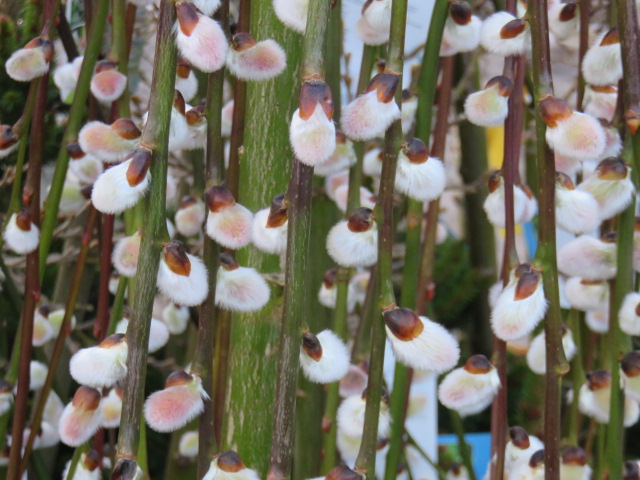 Salix caprea 'Kilmarnock' HÄNGSÄLG III